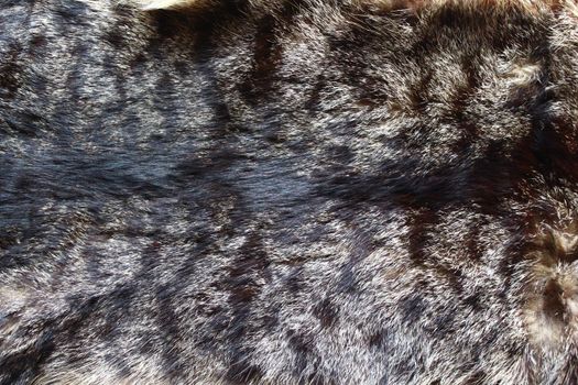 The picture shows a piece of a cat fur