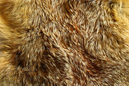 The picture shows a piece of a fox fur