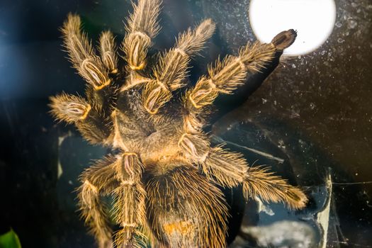 closeup portrait of a brazilian salmon pink bird eating tarantula, popular and tropical insect specie from Brazil