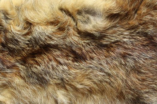 The picture shows a piece of a fox fur