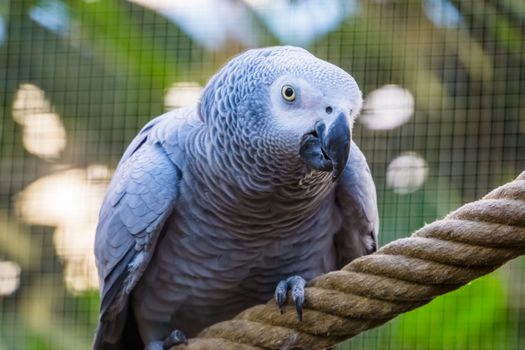 funny closeup of a congo african grey parrot, tropical endangered bird specie from Africa
