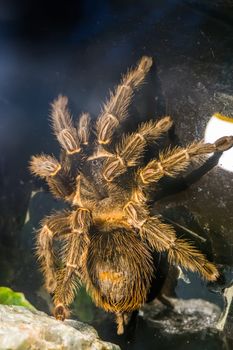 brazilian salmon pink bird eating tarantula in closeup, popular and tropical insect specie from Brazil