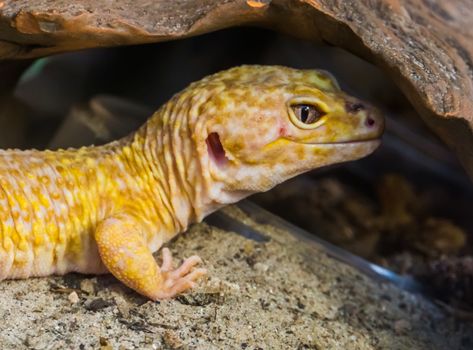 leopard gecko with its face in closeup, Popular tropical reptile specie from Asia
