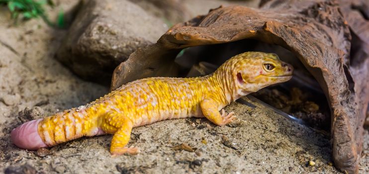 beautiful portrait of a leopard gecko, Popular tropical reptile specie from Asia