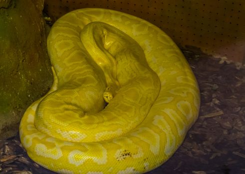 portrait of a yellow and white asian rock python, popular tropical reptile specie from India