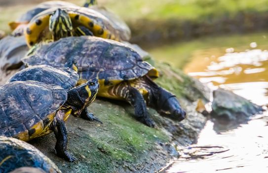 yellow bellied cumberland slider turtle heading towards the water, tropical reptile specie from America