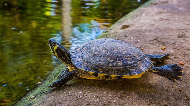 funny cumberland slider turtle swimming on dry land, tropical reptile specie from America