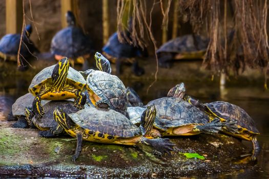 nest of yellow bellied cumberland slider turtles together on a rock in the water, tropical reptile specie from America