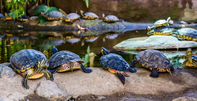 swamp turtles in a line sitting on a rock together, nest of cumberland slider turtles, tropical reptile specie from America