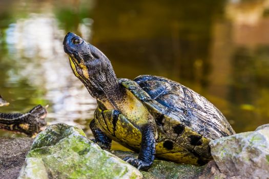 yellow bellied cumberland slider turtle with its face and upper body in closeup, tropical reptile specie from America