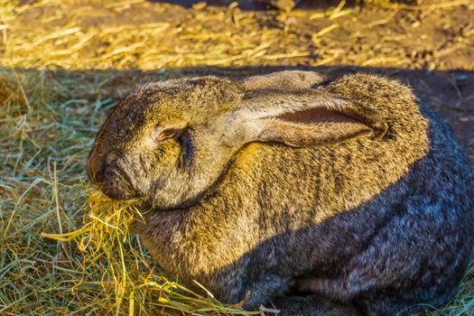 European rabbit eating hay in closeup, animal feeding, popular domesticated bunny specie