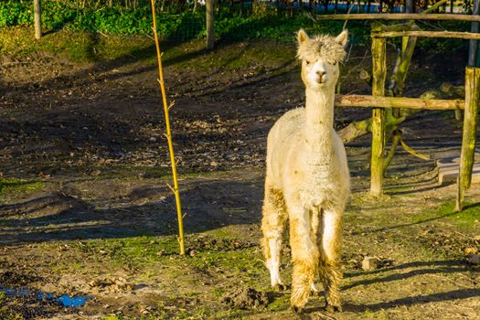White alpaca in the pasture, popular animal farm pet, llama specie from South America