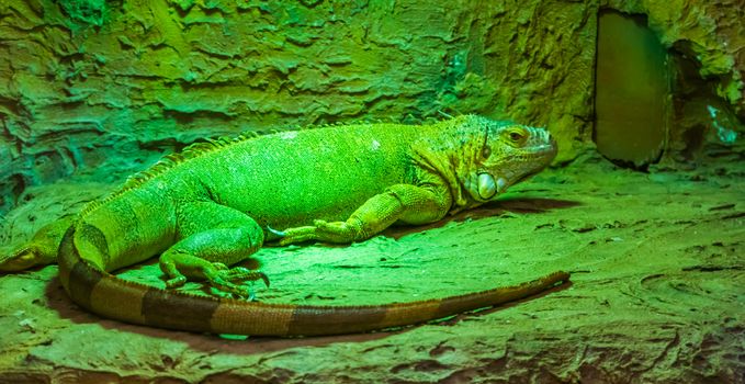 portrait of a green american iguana, popular exotic pet, tropical lizard specie from America