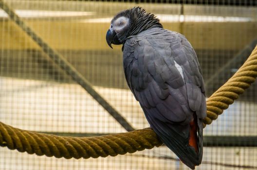 portrait of a congo african grey parrot taken from the back, popular tropical and endangered bird specie from Africa