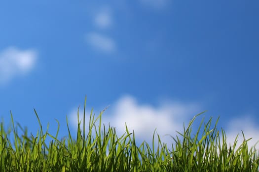 The picture shows grass in front of the blue sky