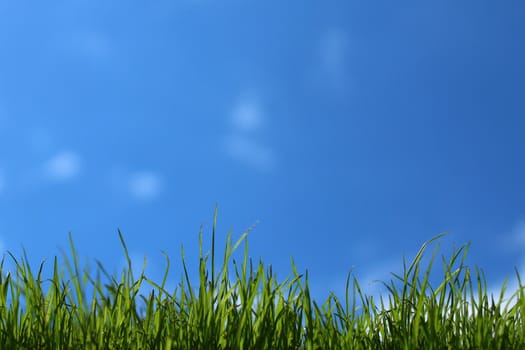 The picture shows grass in front of the blue sky