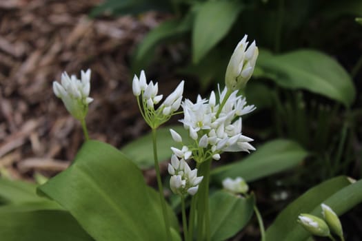 The picture shows blossoming wild garlic in the ground