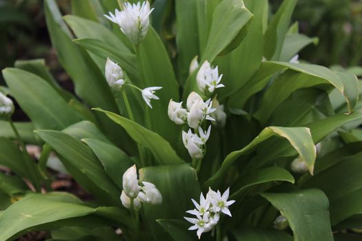 The picture shows blossoming wild garlic in the ground