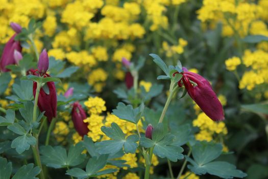 The picture shows columbine and alyssum in the garden