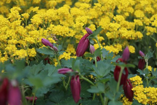 The picture shows columbine andalyssum in the garden