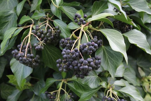 The picture shows many ivy fruits