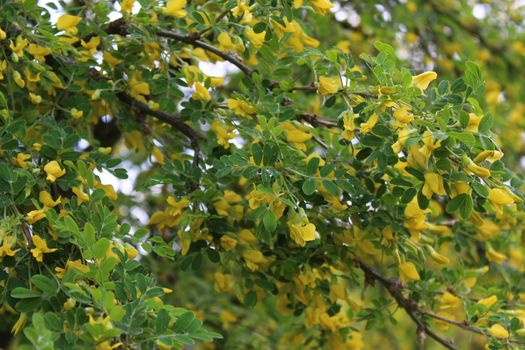 The picture shows bladder senna in the garden