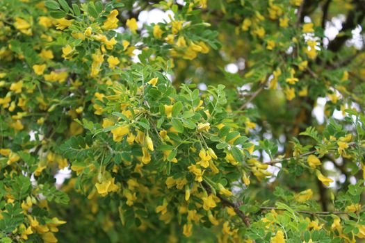 The picture shows bladder senna in the garden