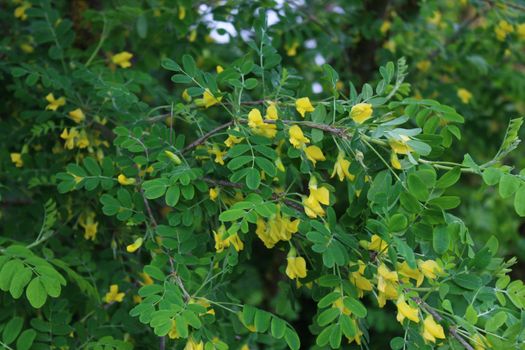 The picture shows bladder senna in the garden