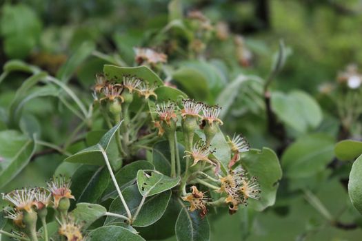 The picture shows unripe pears on a pear tree