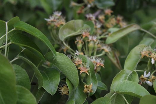 The picture shows unripe pear on a pear tree