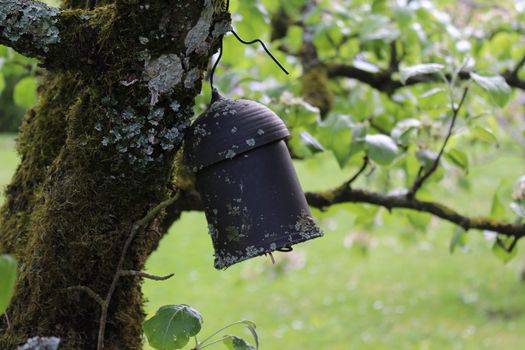 The picture shows a earwig house on a pear tree