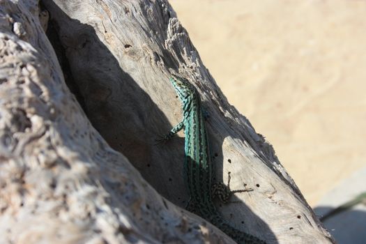 a lone green lizard on a dry trunk of a tree in the middle of the arid desert in spain