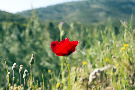 Closeup of single red poppy on green background.