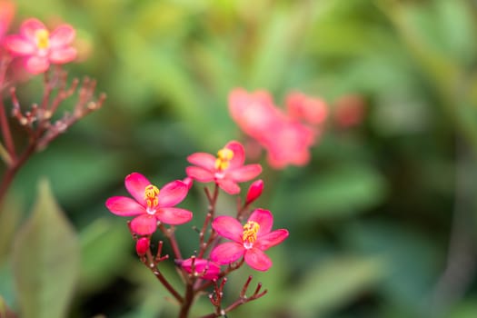 The background image of the colorful flowers, background nature