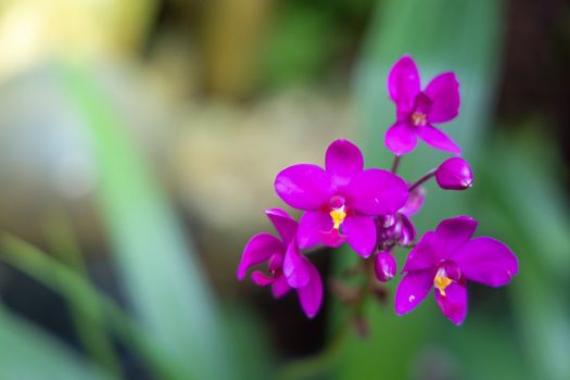 Beautiful blooming orchids in forest, On the bright sunshine