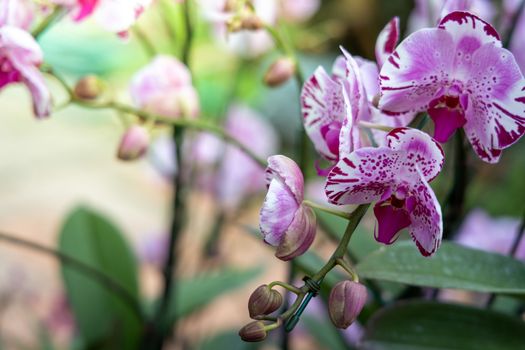 Beautiful blooming orchids in forest, On the bright sunshine