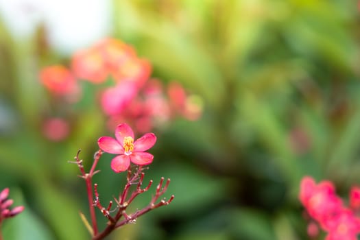 The background image of the colorful flowers, background nature