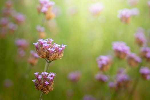 The background image of the colorful flowers, background nature