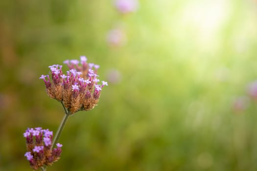 The background image of the colorful flowers, background nature