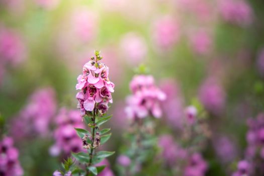 The background image of the colorful flowers, background nature