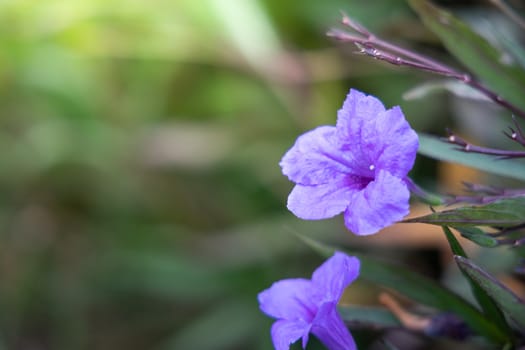 The background image of the colorful flowers, background nature