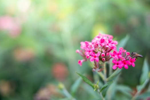 The background image of the colorful flowers, background nature