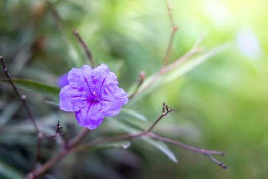 The background image of the colorful flowers, background nature