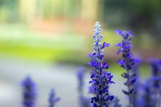 The background image of the colorful flowers, background nature