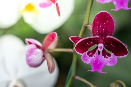 Beautiful blooming orchids in forest, On the bright sunshine