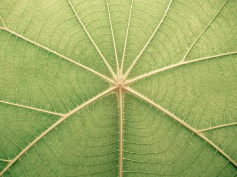 Detail of teak leaves, close-up shot, coloring retro style image.