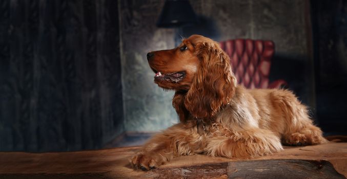 Cocker Spaniel dog portrait shooting in photo studio