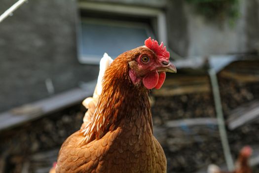 Rooster in front of farm house