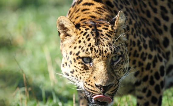 close up of cheetah head
