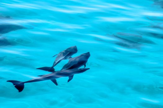 dolphin playing in ocean in egypt